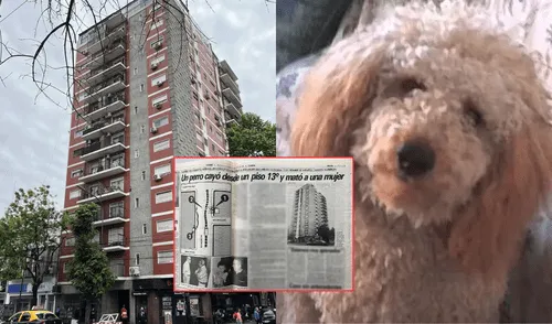 Un perro caniche llamado 'Cachy' cayó del piso 13 de un edificio y causó la muerte de tres personas en Argentina. Foto: Composición LR/ La Capital/ Clarín/ Nueva Rioja El perro caniche que cayó del piso 13 de un edificio en Argentina y provocó la muerte de tres personas