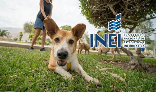 INEI incorporará módulo sobre crianza de mascotas en Encuesta Nacional de Hogares a partir de 2025 INEI incorporará módulo sobre crianza de mascotas en Encuesta Nacional de Hogares a partir de 2025