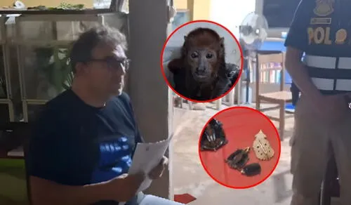 PNP halló iguanas, insectos, lagartos, salamandras y primates. Foto: Composición LR