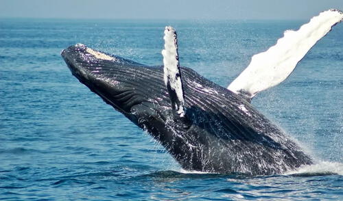 Descubre la temporada de avistamiento de ballenas en Perú