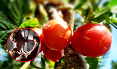 Esta fruta deshidratada presenta un alto contenido de proteínas, vitaminas y minerales.