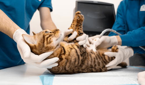 Kenza ha presentado una denuncia contra la clínica por daño moral y negligencia, destacando la necesidad de revisar protocolos de atención veterinaria.