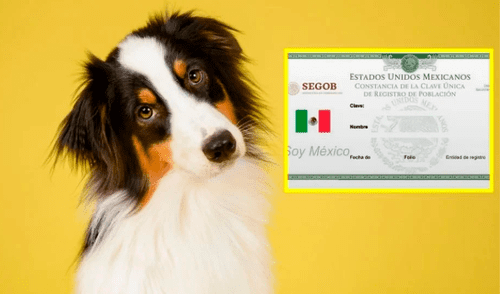 Tramitar el RUAC de tu mascota es obligatorio en Ciudad de México.