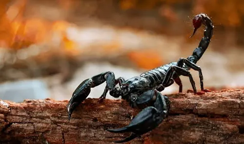 Veneno de escorpión amazónico muestra potencial para tratar cáncer de mama. Investigadores de Brasil prueban compuesto del veneno en células de cáncer.