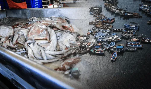 Imarpe afirma que este fenómeno no representa un riesgo para el ecosistema. Foto: composición Gerson Cardoso/ La República.