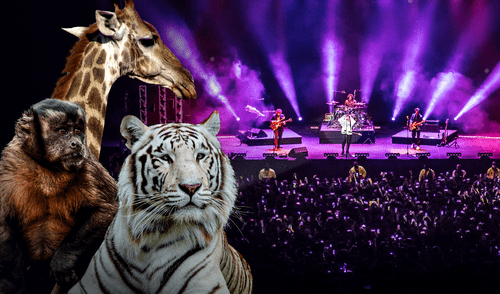 Regidor municipal consideró que este proyecto podría tener un impacto negativo en los animales que habitan el Parque de las Leyendas. Conciertos en Parque de la Leyenda