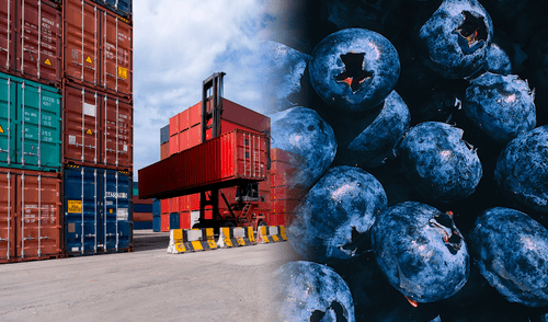 Palta, arándano y uva lideran el auge de las exportaciones frutales peruanas. Foto: iStock Perú - Chile