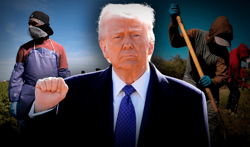 Donald Trump prepara un plan para otorgar estatus migratorio a trabajadores agrícolas. Donald Trump prepara un plan para otorgar estatus migratorio a trabajadores agrícolas.