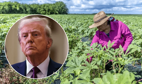 Donald Trump anuncia nuevo "pase temporal" para trabajadores de agricultura Donald Trump anuncia nuevo "pase temporal" para trabajadores de agricultura