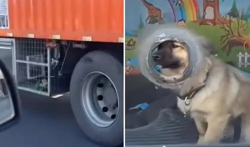 Camionero adapta su unidad para viajar con sus mascotas y es furor en redes: "Lleva carga valiosa"