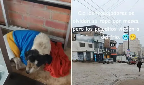 Peruana acoge a perritos callejeros en su tienda en Ventanilla y usuarios resaltan su noble acción: "Dios bendiga tu negocio"