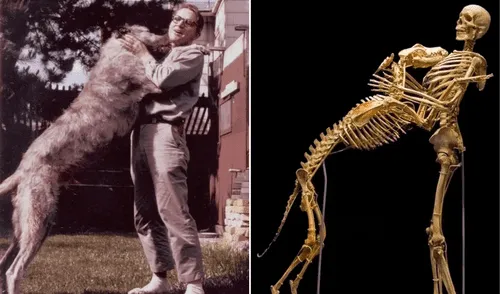 El científico y su perro siguen juntos como exhibición ósea en un museo de Estados Unidos. Foto: Twitter/@DrLindseyFitz Científico - Museo - Cuerpo - Perro