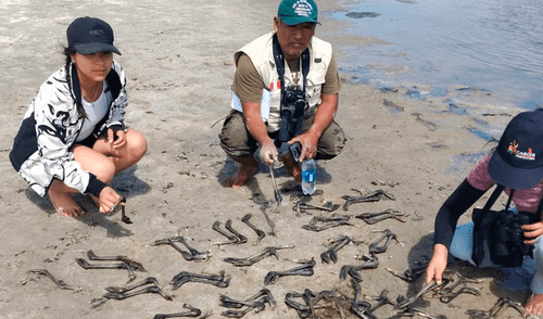 Animalistas dicen que desconocidos sacrificaron a más de 300 crias de flamencos. Foto: Maribel Mendo, La República