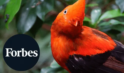 El Gallito de las Rocas fue mencionado como una de las aves más icónicas en Forbes. Foto: Composición LR El Gallito de las Rocas fue mencionado como una de las aves más icónicas en Forbes. Foto: Composición LR