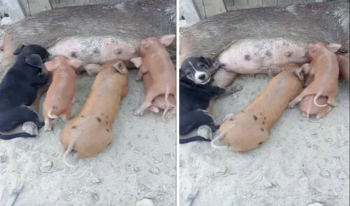 Perrito es viral en TikTok por tomar leche de una cerdita. A través de redes sociales en TikTok, usuarios comentaron el clic viral, "Cuando tienes plata comes, donde quieres".