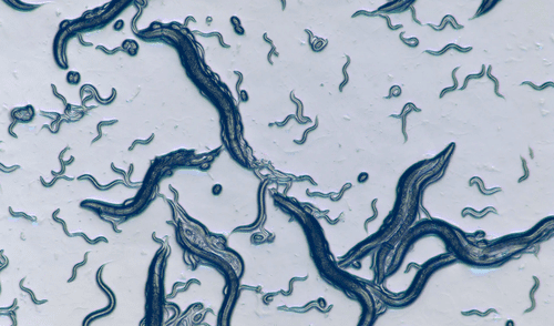 La especie Caenorhabditis elegans fue sometida a ayuno y tuvieron un aspecto rejuvenecido tras ser alimentados.