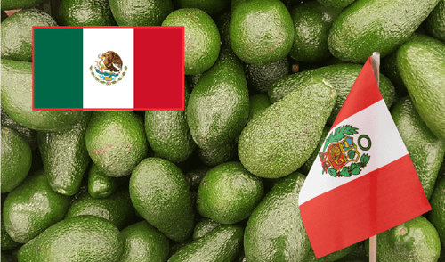 Perú se encuentra ubicado como el segundo mayor exportador de palta del mundo. Productores mexicanos están preocupados por la caída del aguacate en EE. UU. y la posición de la palta peruana en Europa