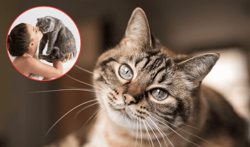 Los gatos eligen mayormente mujeres como su persona favorita. Foto: Composición LR