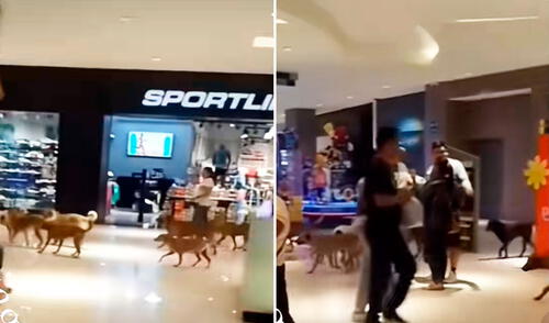 Los clientes quedaron sorprendidos al ver gran cantidad de perros ‘yendo de tiendas’.