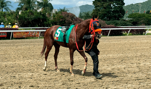 En La Rinconada, últimamente, se corren 12 competencias. Foto: INH