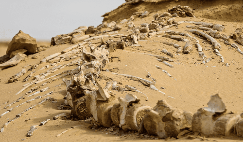 Las ballenas primitivas tenían pies y dedos, según fósiles hallados en un sitio paleontológico en el desierto del Sahara