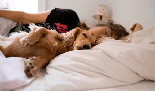Expertos indican que dormir con tu mascota reduce los niveles de cortisol y eleva la "hormona del amor".