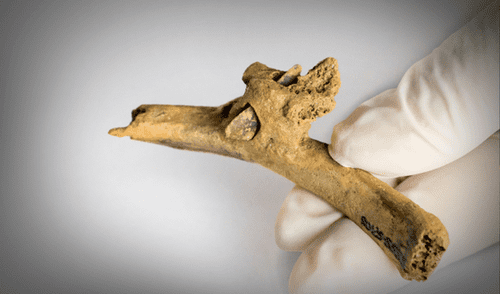 Una flecha de sílex incrustada en una costilla humana, localizada en el yacimiento del Roc de les Orenetes en Girona. Foto: IPHES-CERCA girona, prehistoria, españa