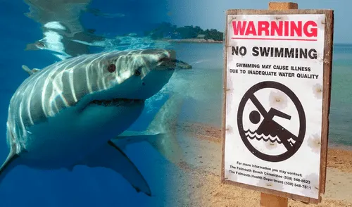 Tiburones fueron vistos en Nueva York, por lo que se tuvo que cerrar playas.