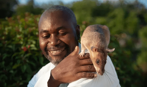 Apoyada por la ONG APOPO, Carolina fue homenajeada tras retirarse. Vive en un espacio acondicionado donde pasará sus últimos años.