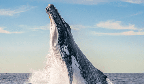 Ballenas jorobadas podrán ser vistas en Piura y Tumbes entre los meses de julio y octubre. Entre julio y octubre se podrán avistar ballenas jorobadas realizando rituales de apareamiento con piruetas y sonidos.