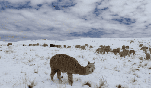 El descenso de temperaturas también afecta la agricultura y ganadería, según Senamhi.