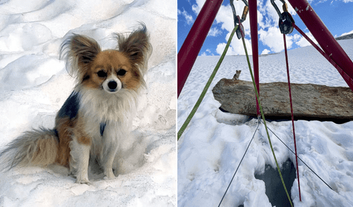 Suiza - perro salva a su dueño en un glaciar