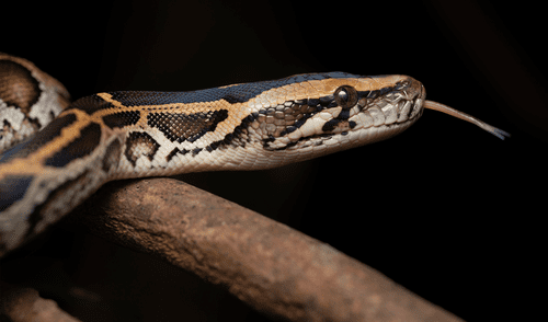 La pitón birmana y otras serpientes poseen células especiales que ayudan a digerir los huesos de sus presas.