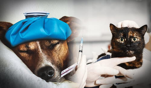 Estas son las enfermedades que nuestras mascotas pueden sufrir durante la temporada de invierno. Foto: Composición LR Estas son las enfermedades que nuestras mascotas pueden sufrir durante la temporada de invierno. Foto: Composición LR
