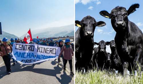 Transportistas de ganado se quedan sin suministros para alimentar a sus animales