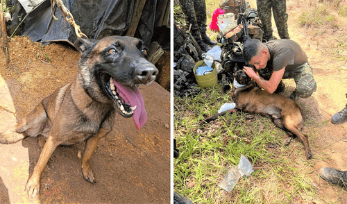 Sansón, el perro héroe que perdió una pata por un explosivo en Colombia. Foto: Composición LR/El Tiempo Grupo EXDE del Ejército, Colombia