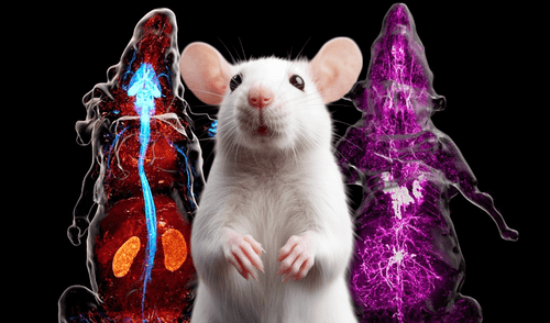 Científicos mapearon con alta precisión todo el sistema nervioso periférico de un ratón. Foto: composición LR / Cell / Freepik Científicos mapearon con alta precisión todo el sistema nervioso periférico de un ratón. Foto: composición LR / Cell / Freepik