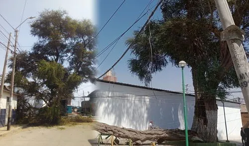 Vecinos se alertaron por estruendo que generó caída de árbol. Foto: Difusión.