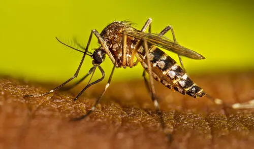Los mosquitos trasmisores de dengue y malaria serán identificados en tiempo real gracias a una IA.
