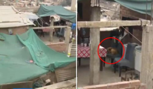 La dueña del perro no se hará cargo de los gastos médicos, según familiares de la víctima. Foto: Composición LR