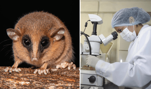 Descubren nuevo marsupial: marmosa chachapoya