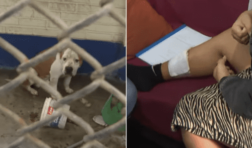 El presunto dueño del pitbull, quien señaló no tenerlo como mascota, no se ha hecho responsable de los gastos.