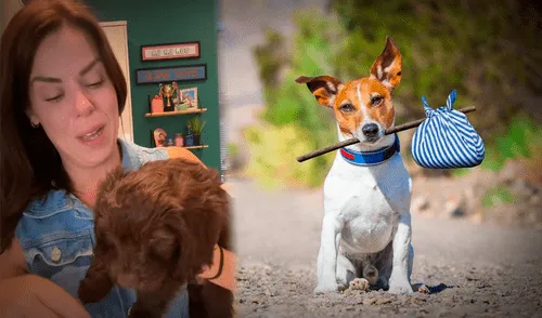 tiktok, video viral, adopción mascotas