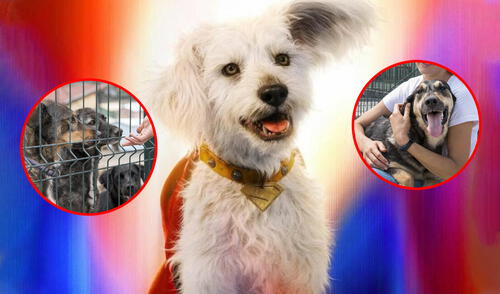 El icónico perro de Superman está ayudando a mascotas a encontrar un hogar.
