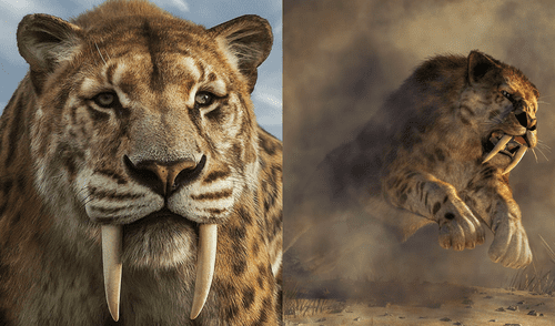 Científicos de UNICAMP señalan el verdadero motivo de la extinción del tigre diente de sable.