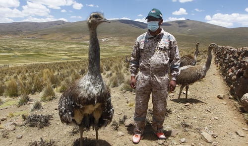 Suris pertenecían a un programa de repoblamiento de la especie. Fotos: Liubomir Fernández - La República. Suris pertenecían a un programa de repoblamiento de la especie. Fotos: Liubomir Fernández - La República.