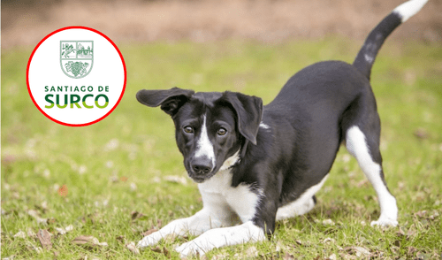 Municipalidad de Santiago de Surco denuncia a presunto autor de envenenamiento de perros Municipalidad de Santiago de Surco identifica a presunto autor de envenenamiento de perros