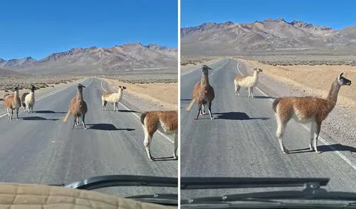 “Cobran peaje con alfalfa”, bromearon usuarios sobre clip viral en TikTok grabado en Arequipa. Conductor peruano queda atrapado por un grupo de llamas en carretera de Arequipa