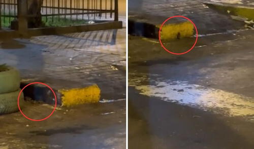 Roedores invaden parque donde juegan niños, vecinos denuncian que animales ingresan a sus casas.