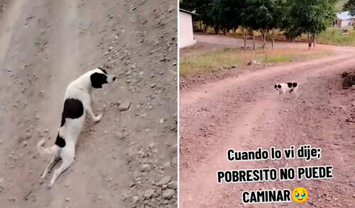 Aparentemente, el perro quería generar compasión en quienes lo veían